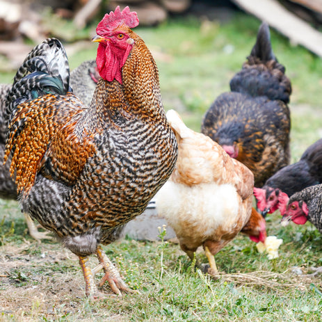 Poultry FAQ (frequently asked questions)
